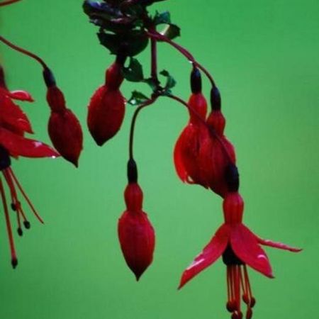 Fuchsia House Villa Knights Town Esterno foto